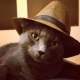 Kuffy's cat in a hat